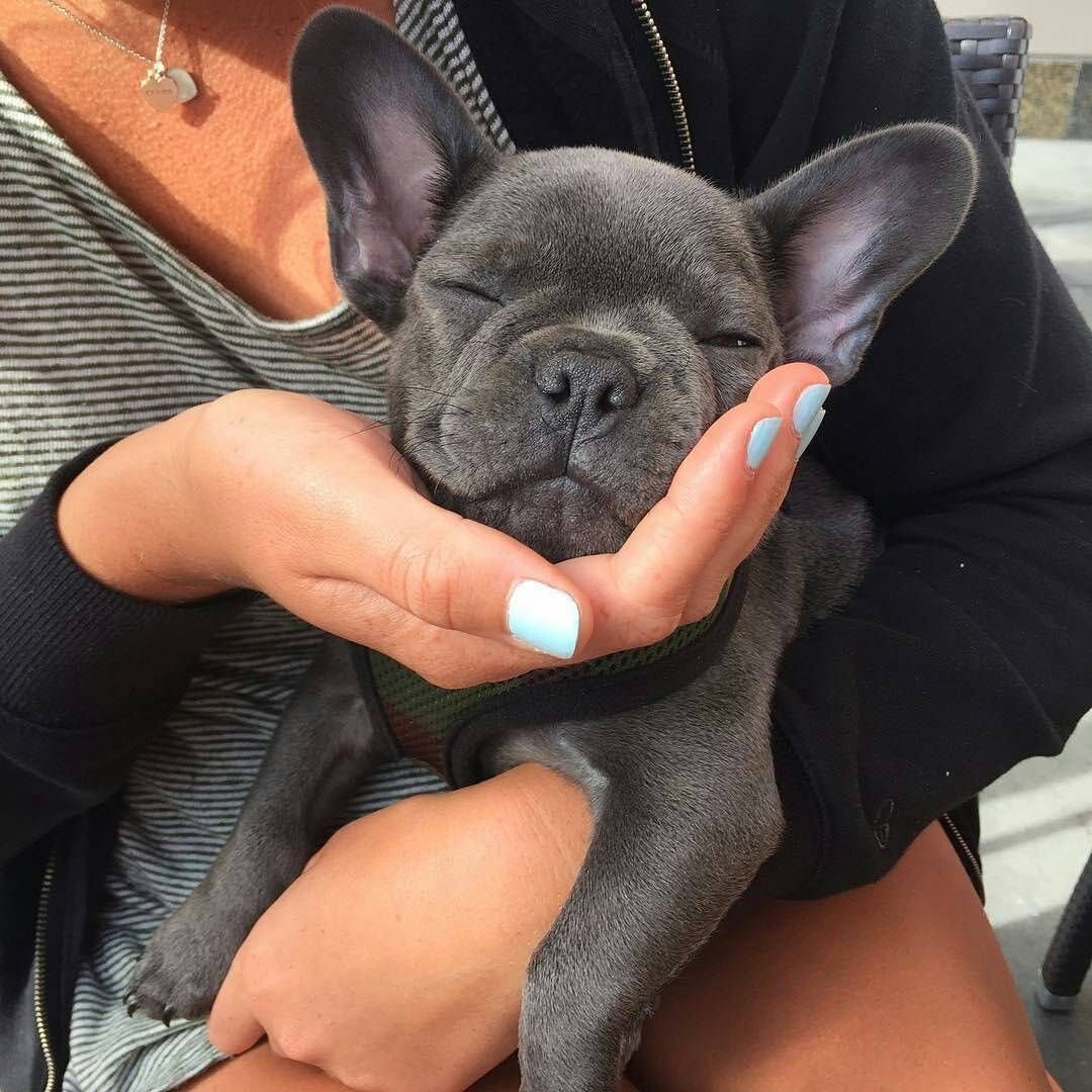 Французский бульдог графит