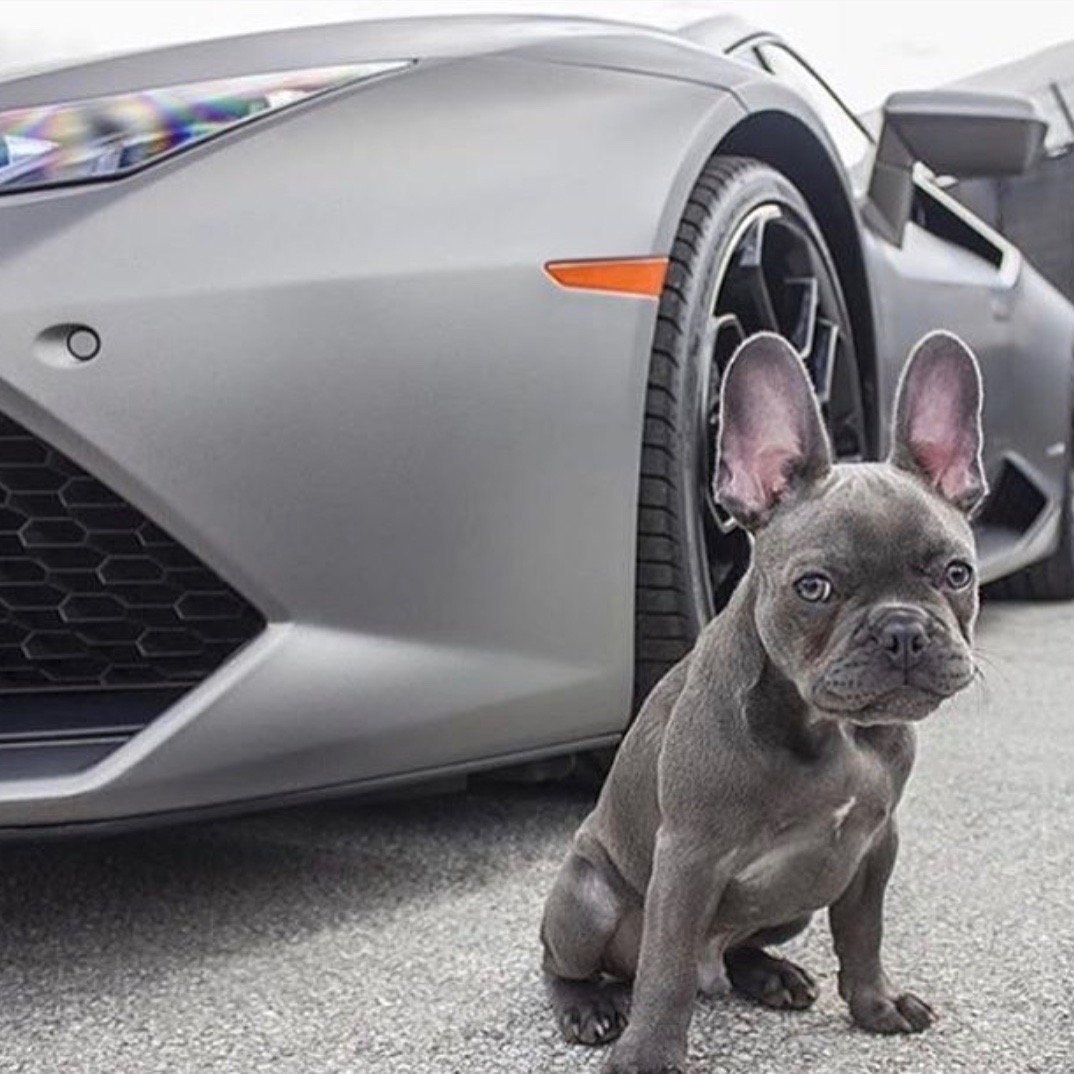 Инфинити fx35 французский бульдог