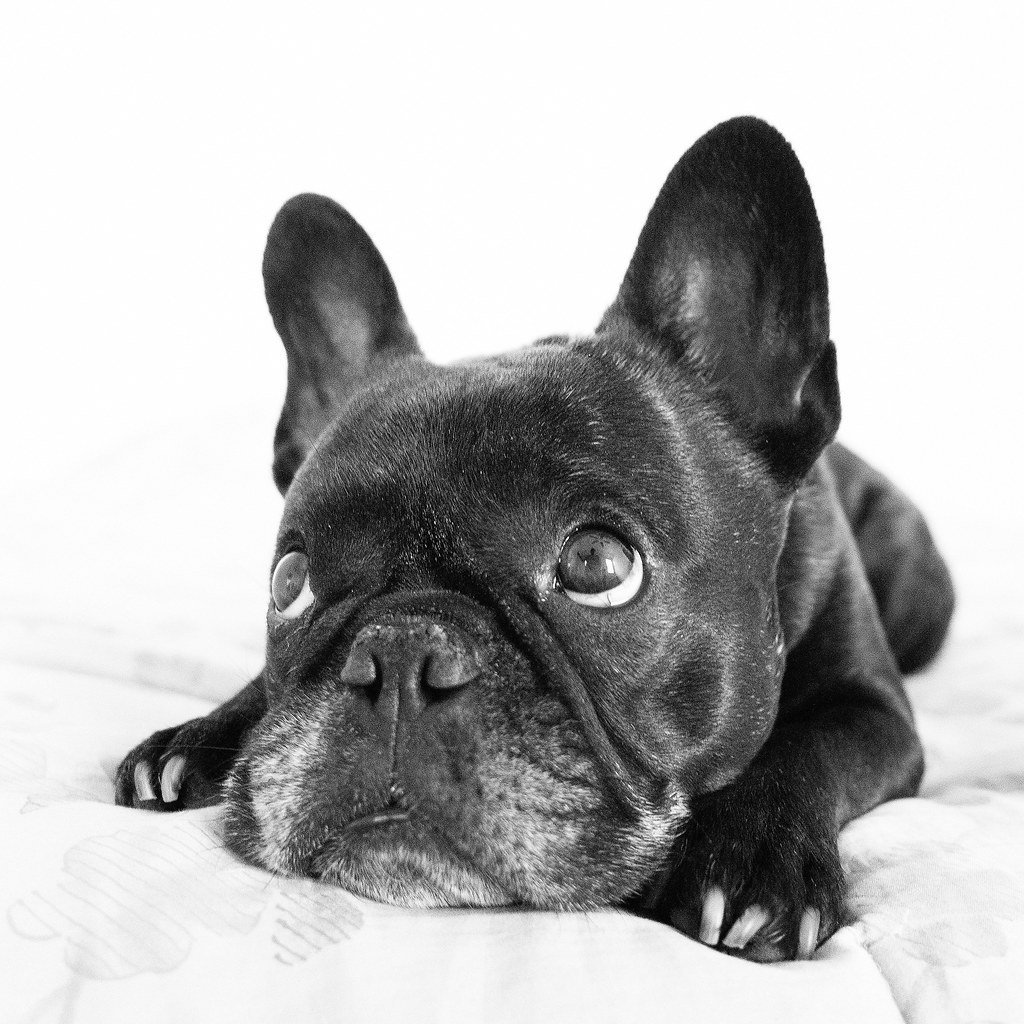 Рот французского бульдога