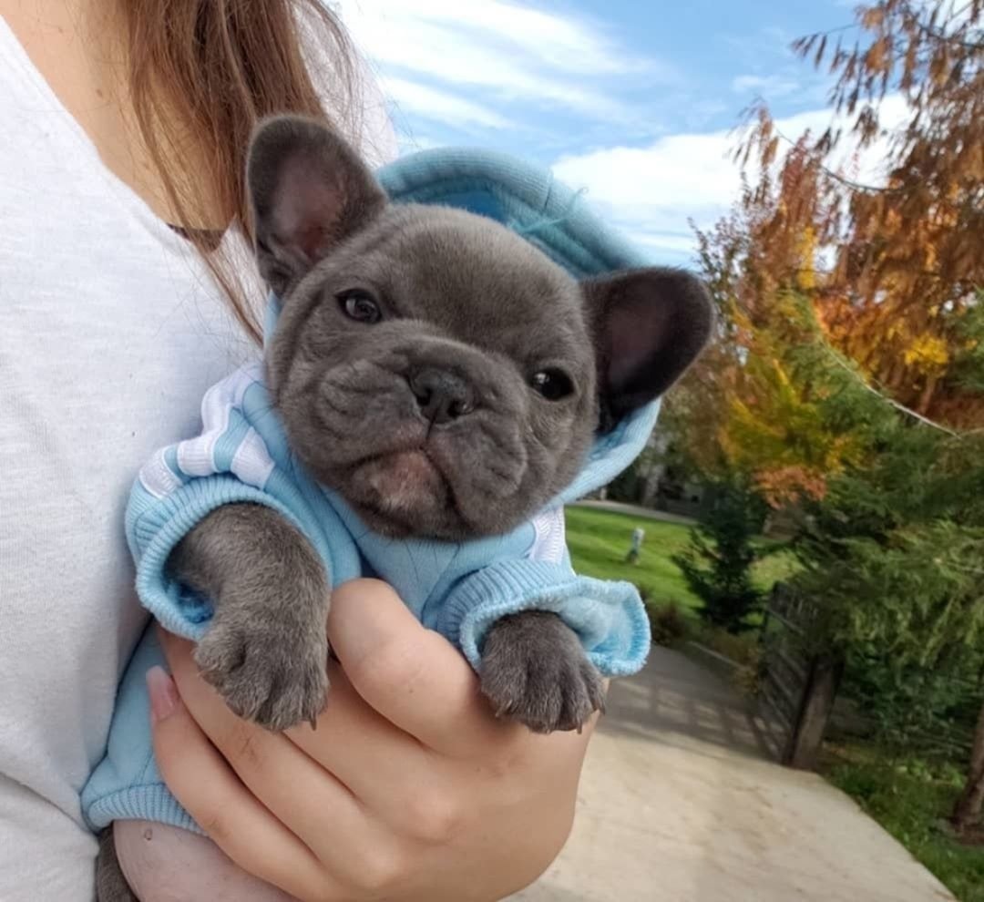 Французский бульдог щенки бульдог новорождённые