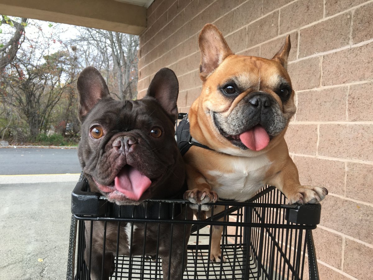 Французский бульдог