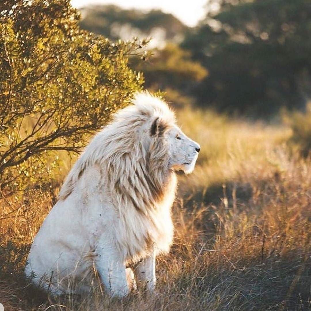 Амирхан Лев белый Лев