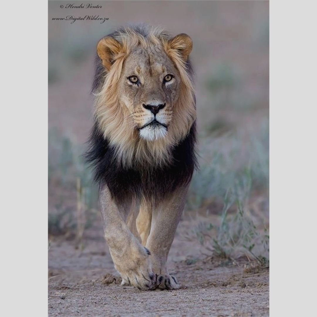 Черный тигр меланист