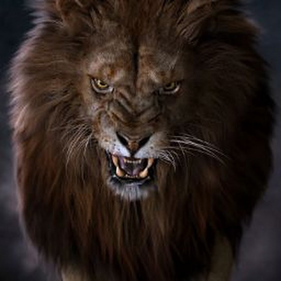 Блэк Лион львы