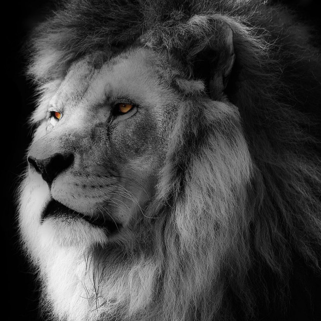 Черный Лев на рабочий стол