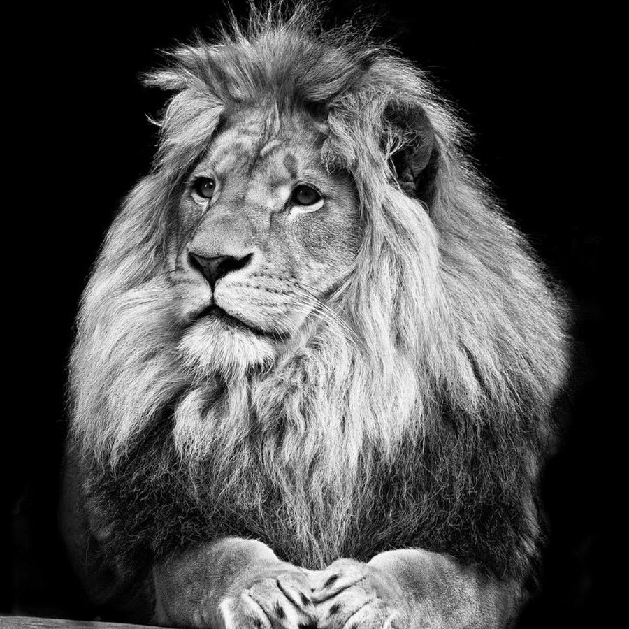 Лев черно белый