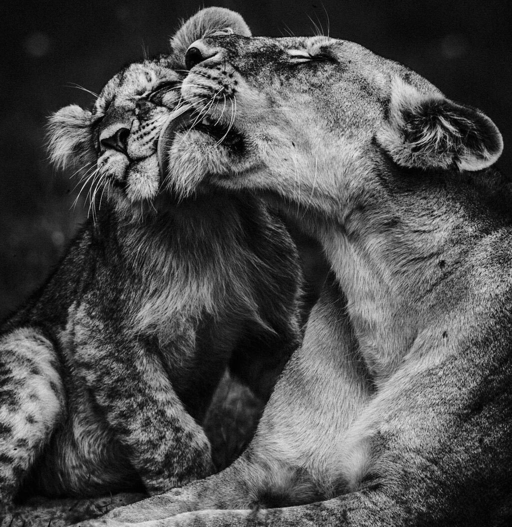 Красивые животные черно белые