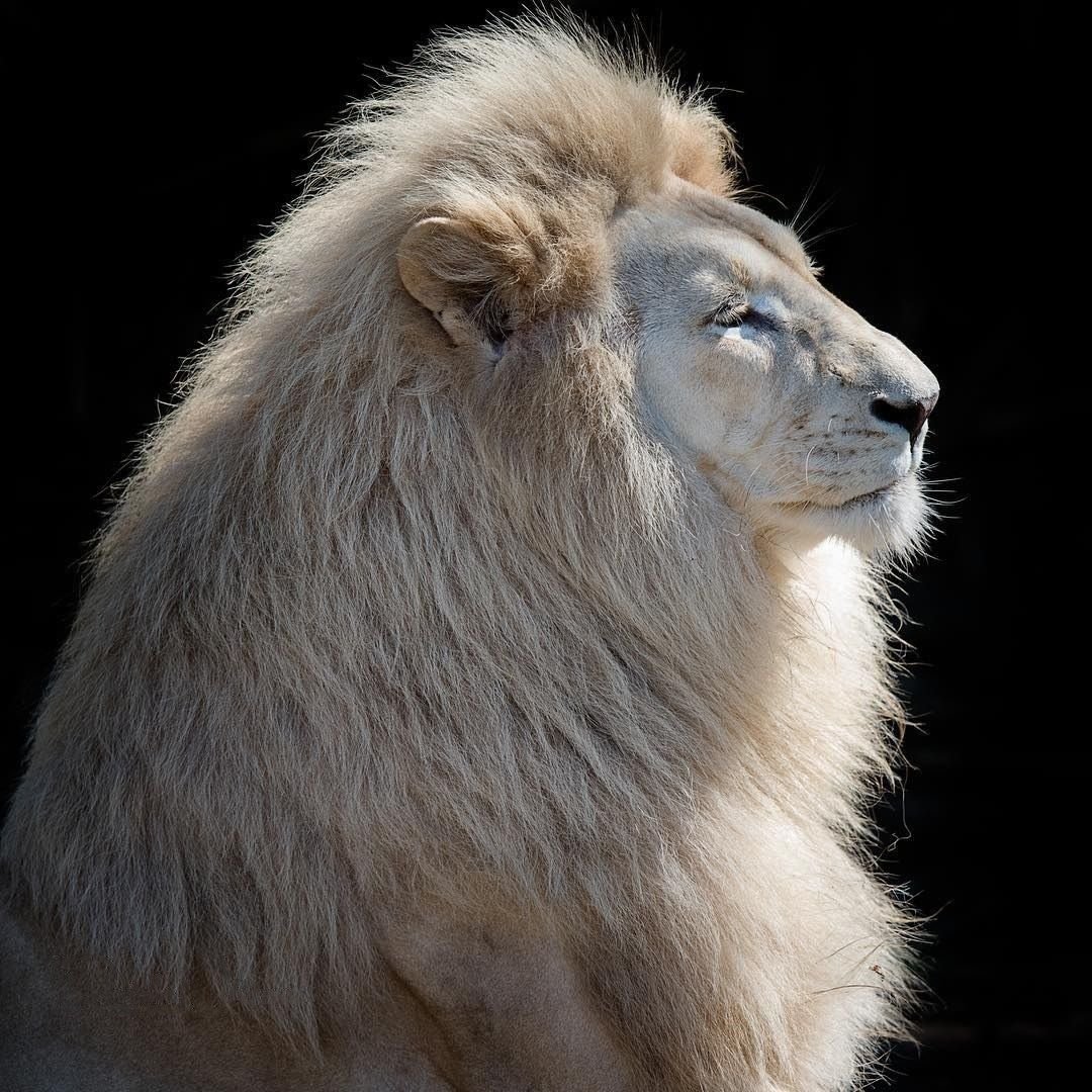 Злой Лев на черном фоне