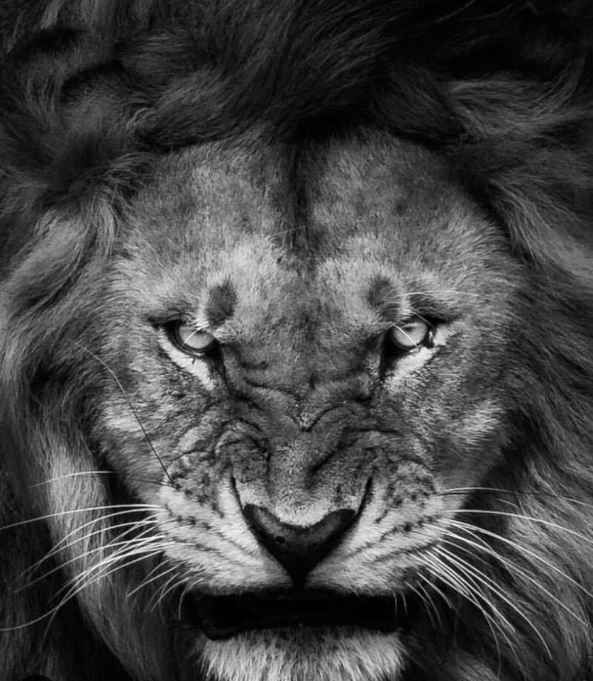 Черный Капский Лев