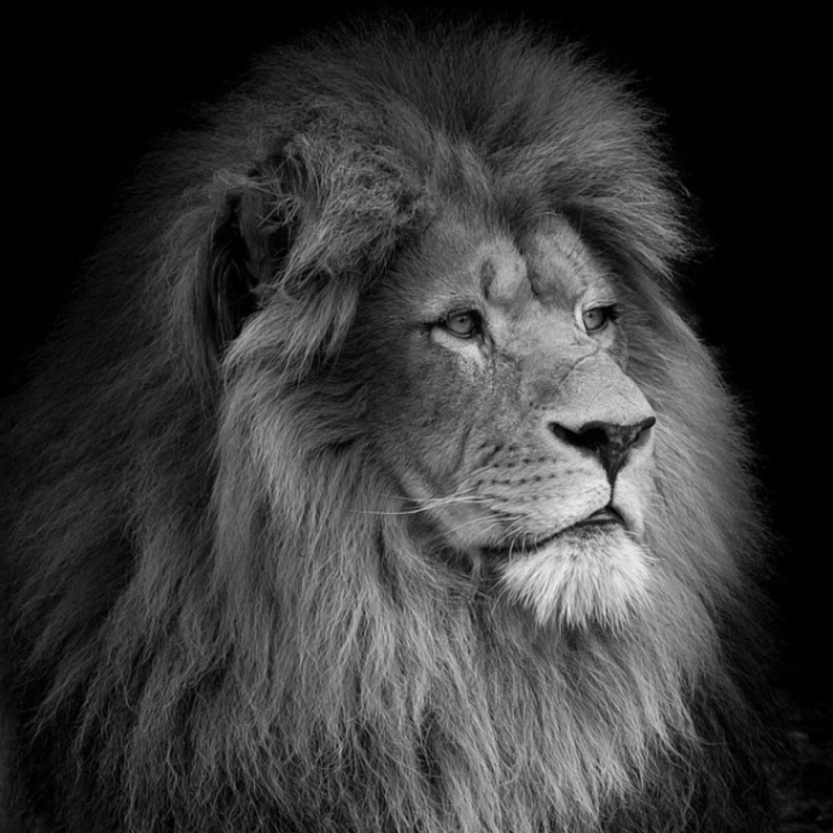 Лев в черно белом цвете