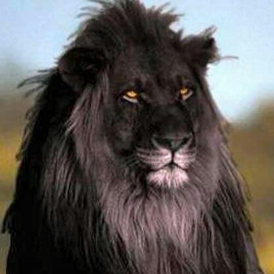 Лев Блэк Лайон