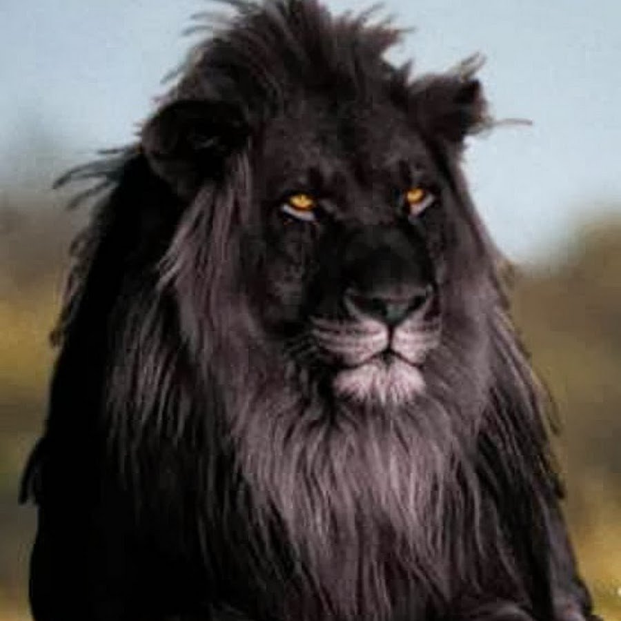 Лев оскал идет