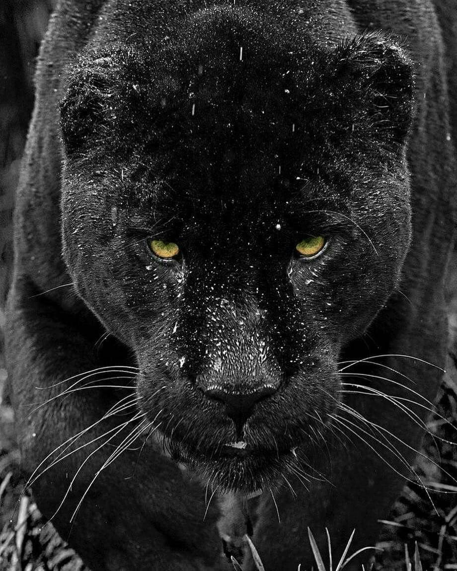 Взгляд пантеры