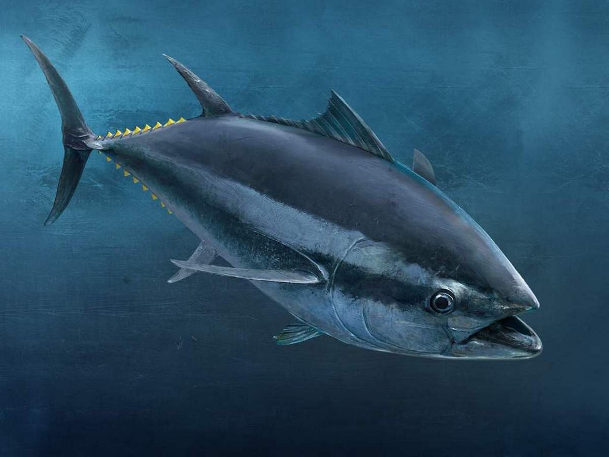 Т а н э ц. Тунец рыба. Тунец скумбриевидный. Синепёрый тунец. Тунец Блюфин.
