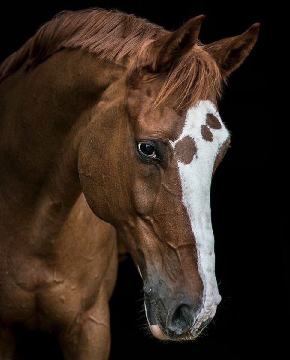 Голова лошади референс