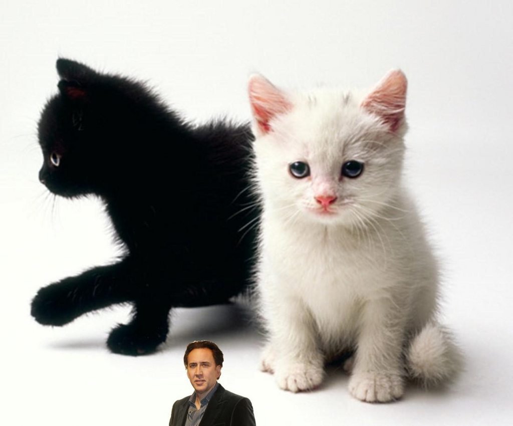 Белый котенок