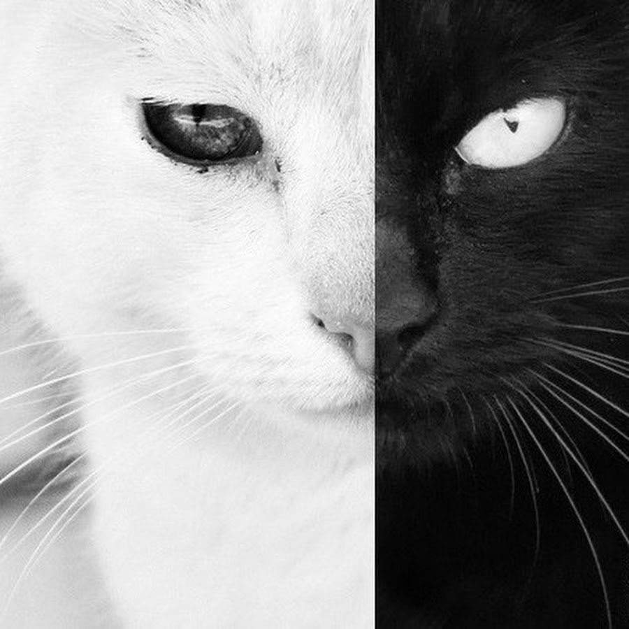 Наполовину черный наполовину белый