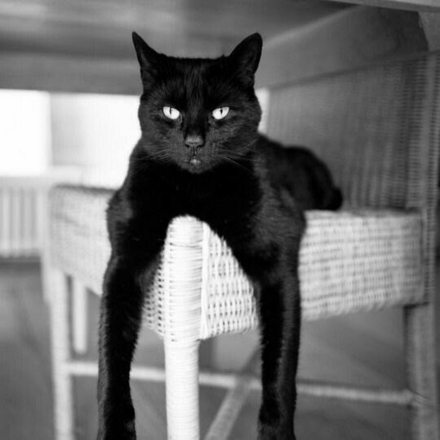 Грациозная кошка