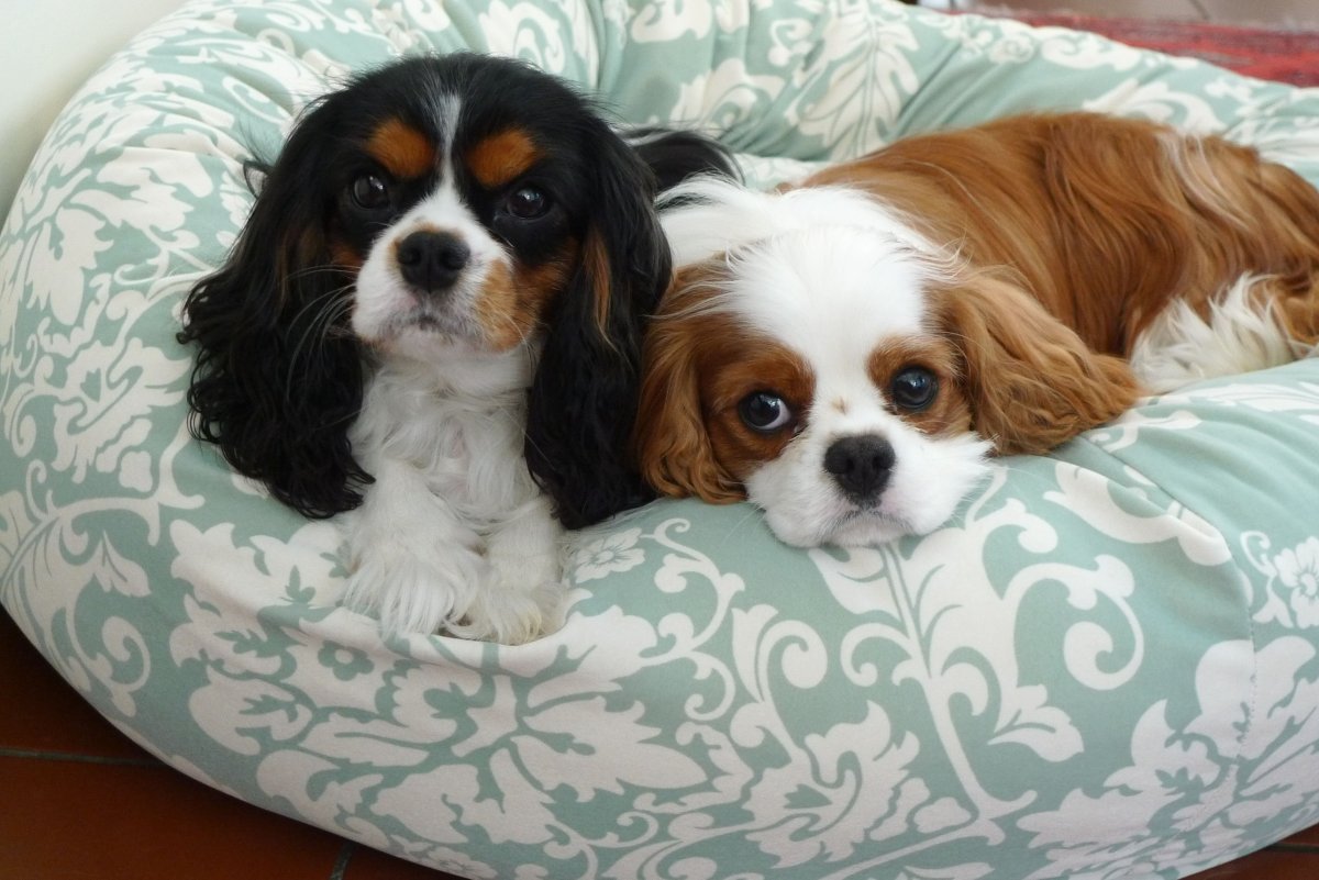 Кавалер Кинг Чарльз спаниель