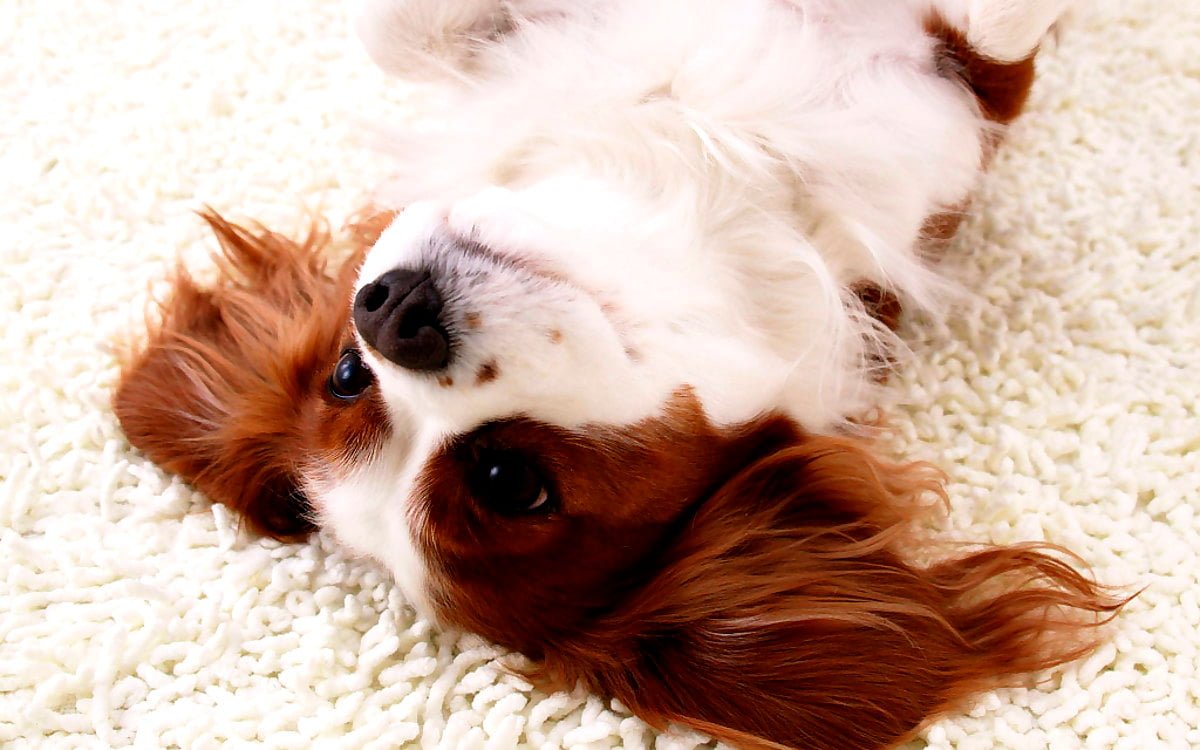 Кавалер Кинг Чарльз спаниель Триколор