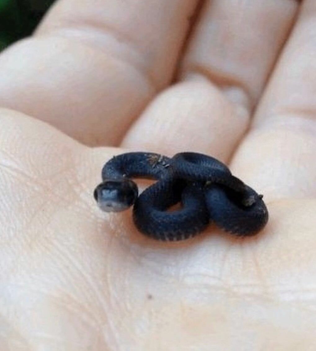 Обыкновенный уж меланист