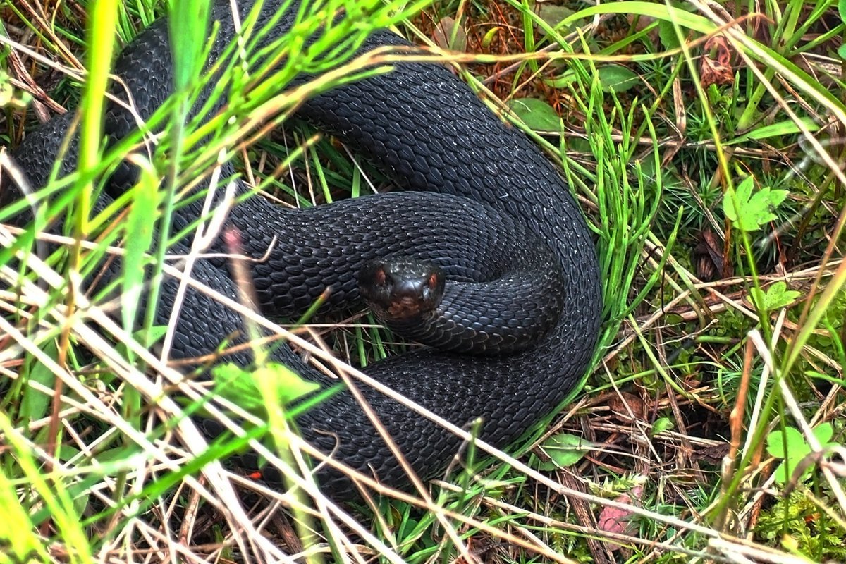 Краснобрюхий Аспид