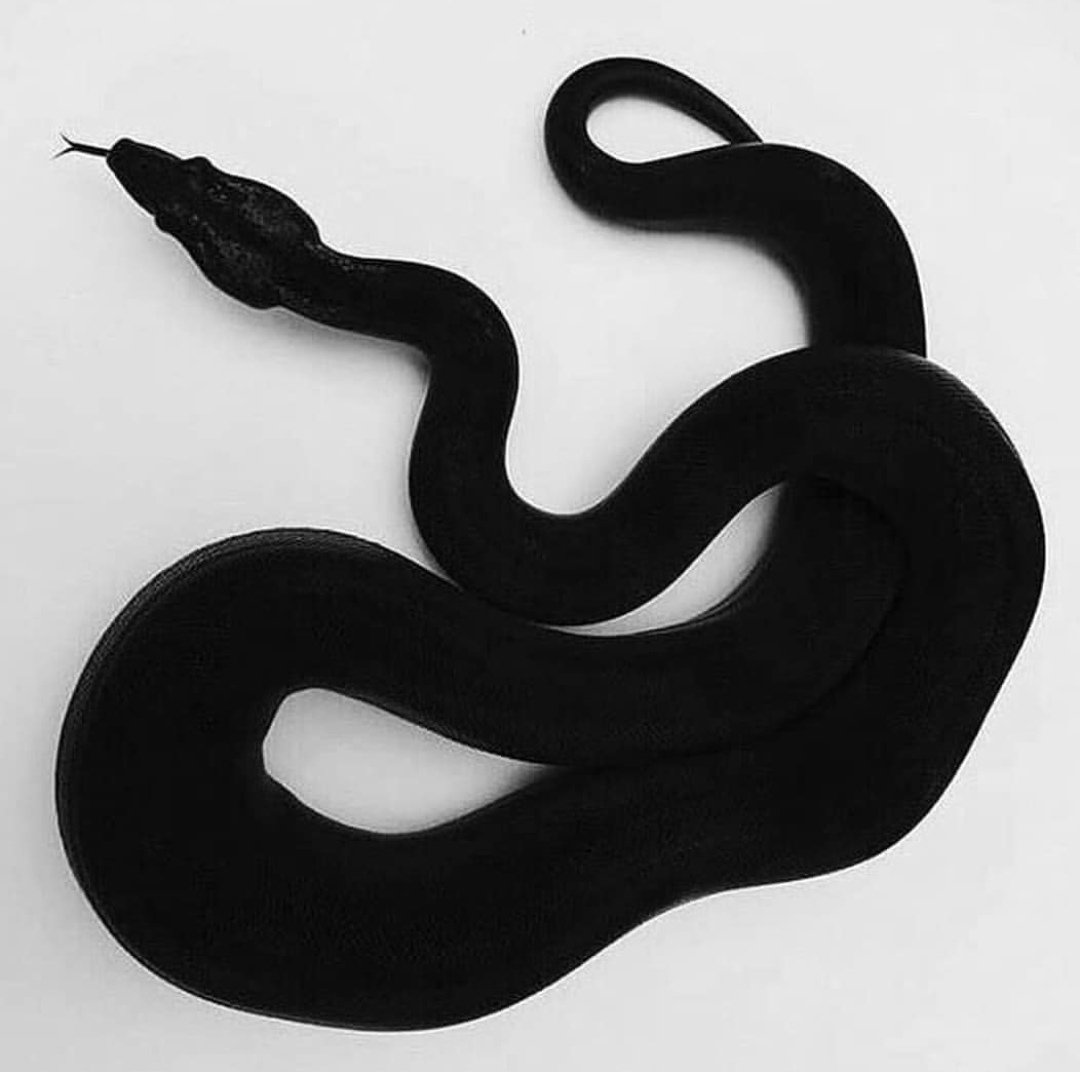 Черношеяя Кобра