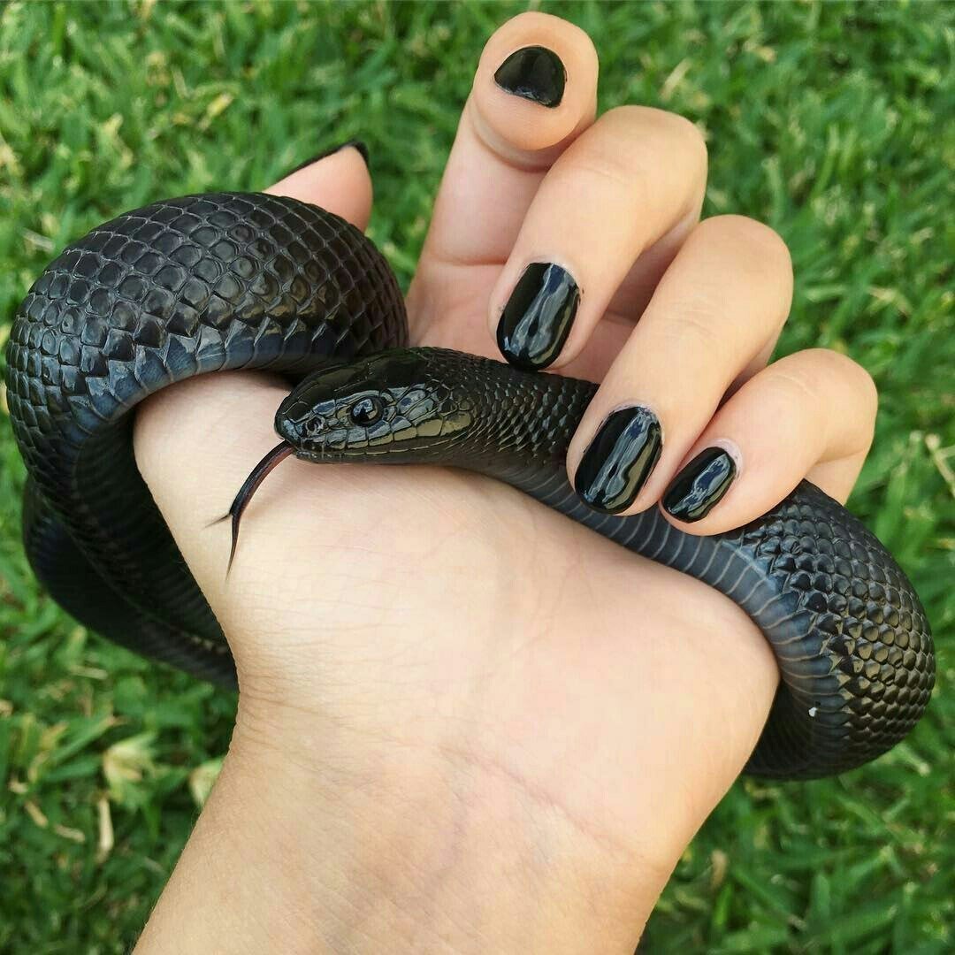 Обыкновенный уж