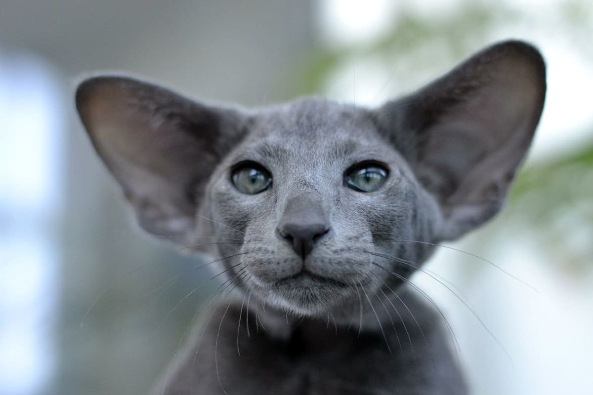 Ориентальная кошка (Ориентал)