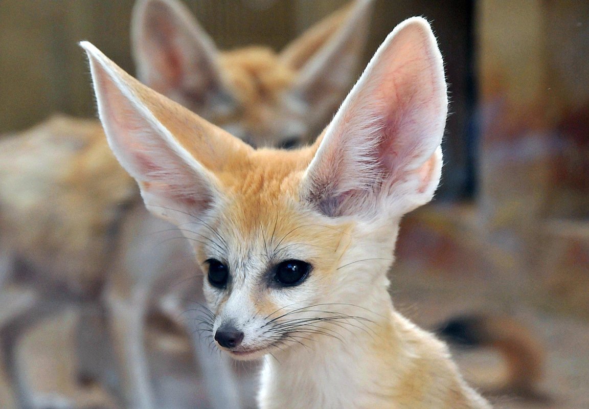 Степная лиса фенек