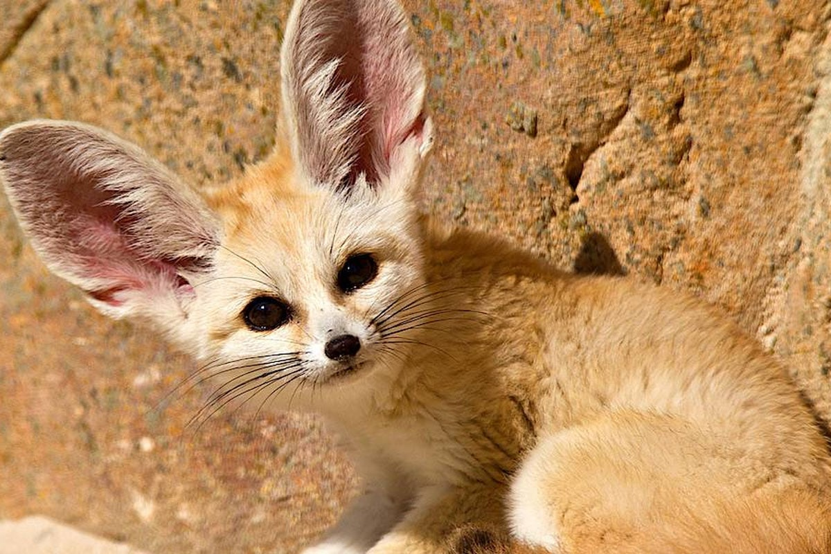 Мейн кун и Ориентал