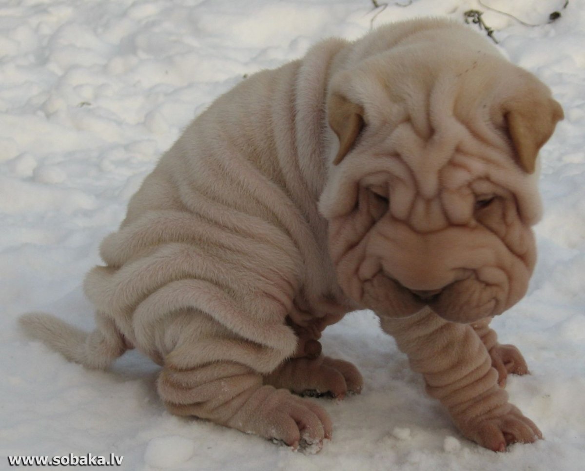 Собака у которой много кожи