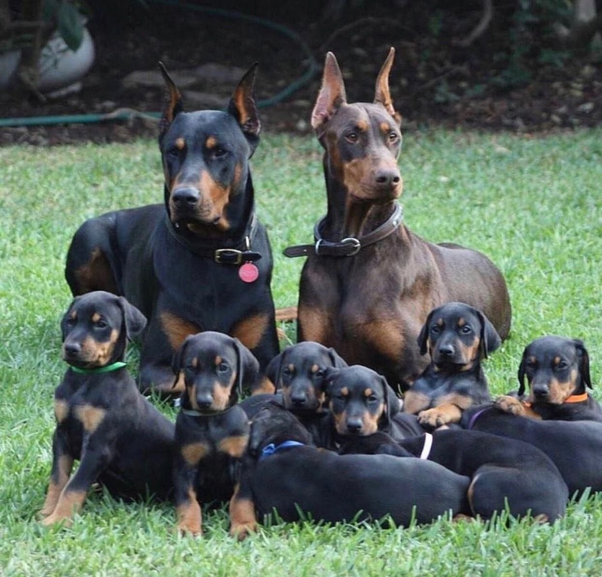 Собака Доберман щенок