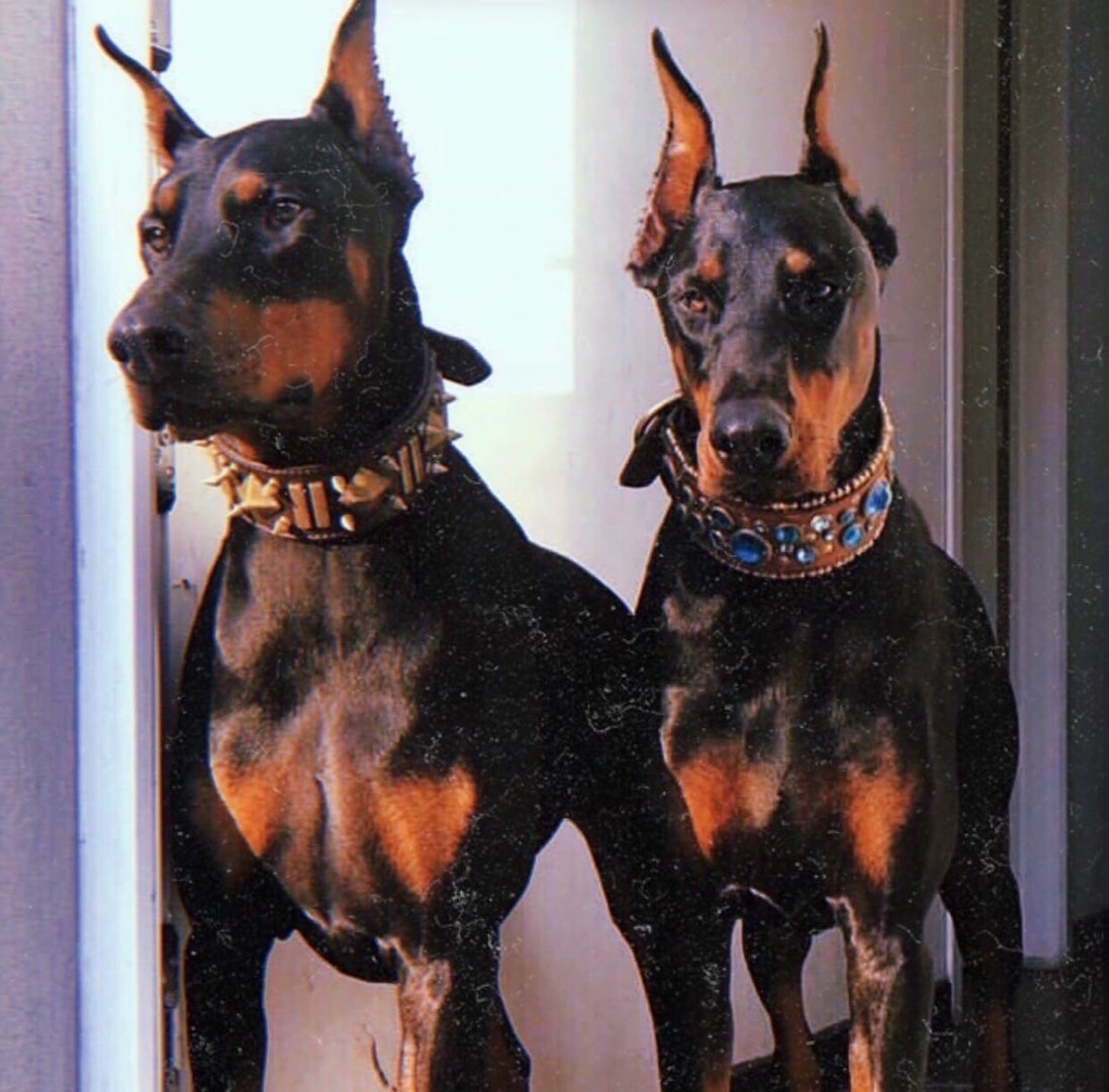 Доберман-пинчер сохры