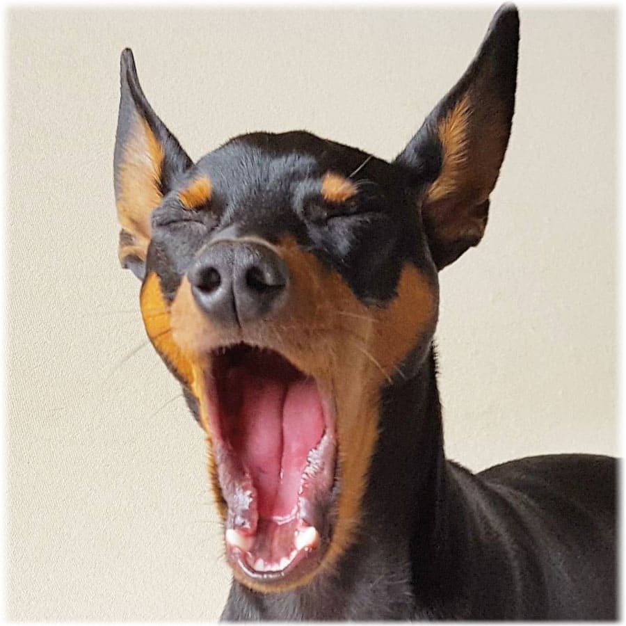 Доберман пинчер злой