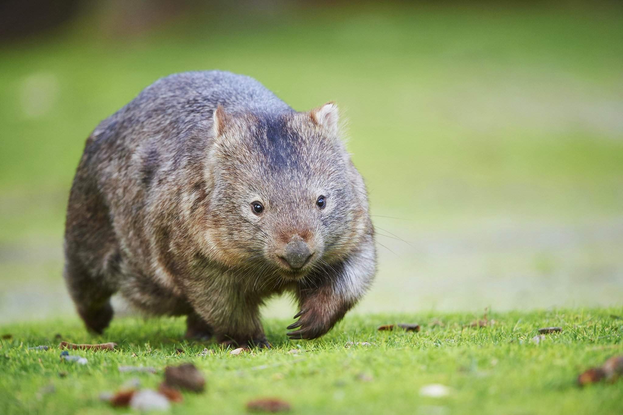 Wombat перевод. Австралийский вомбат. Северный длинношерстный вомбат. Сумчатый вомбат. Южный шерстоносый вомбат.