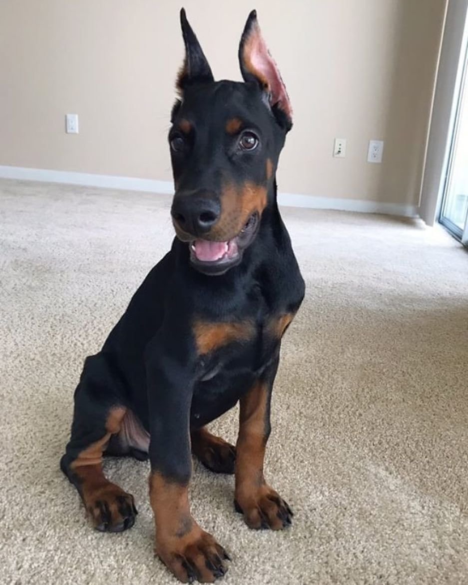 Доберман щенок