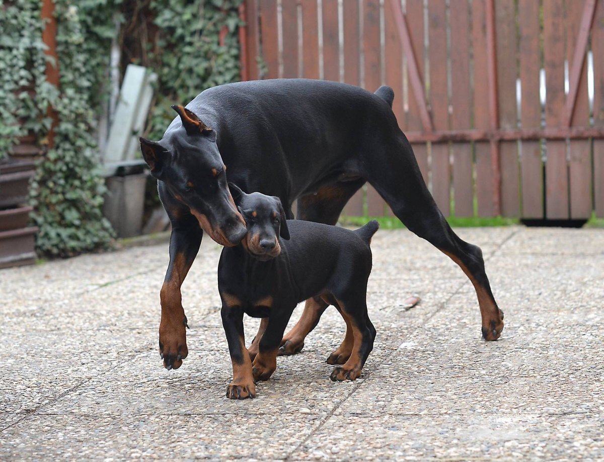 Питбуль ротвейлер Доберман