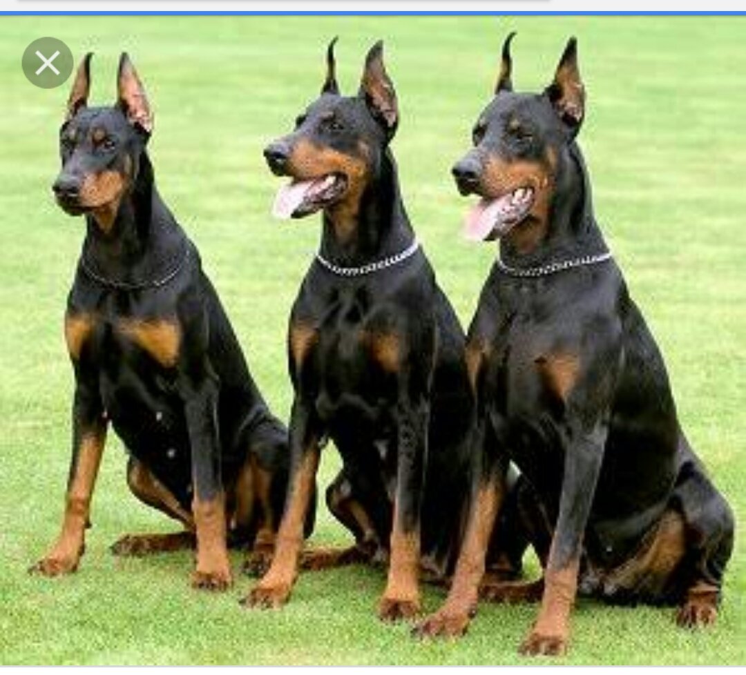 Доберман Брид класса