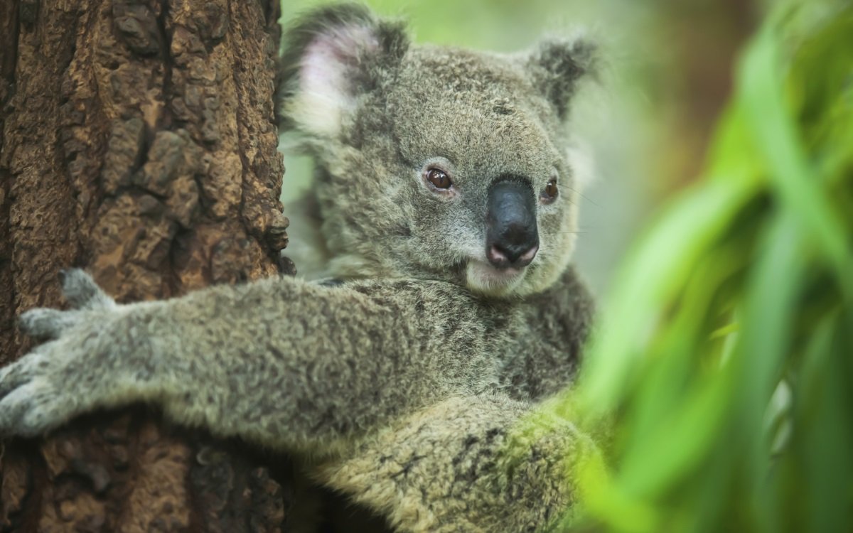 Взрослая коала