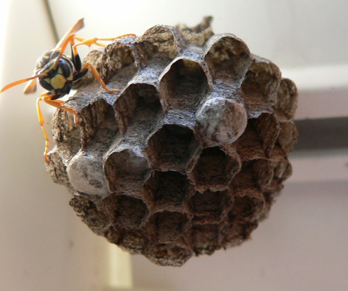 Гнездо осы полисты