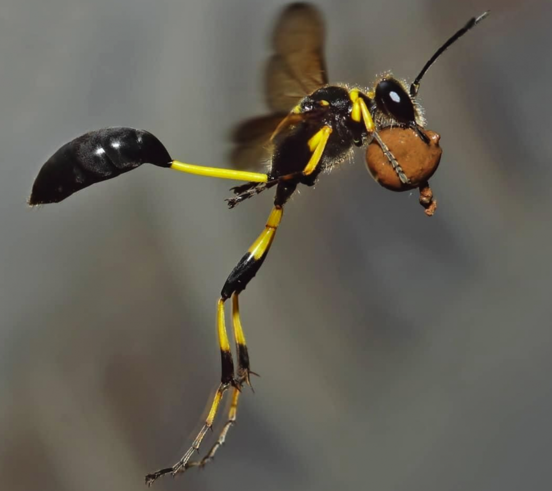 Сцелифрон пелопей