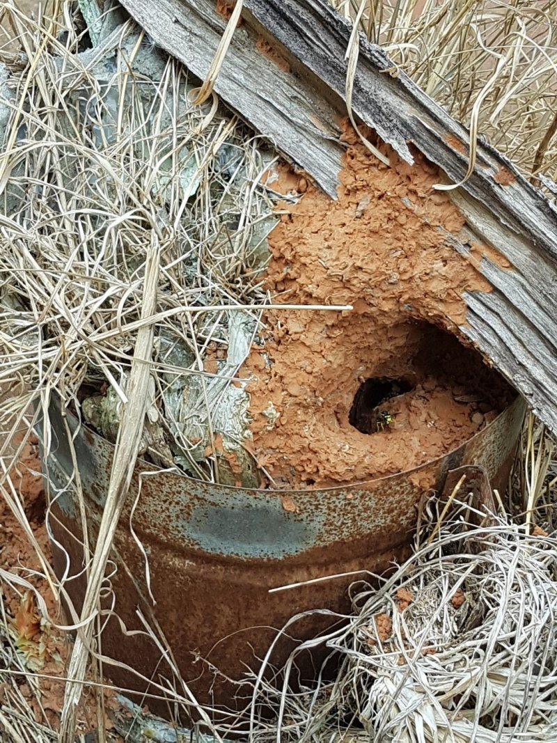 Огромный улей пчел