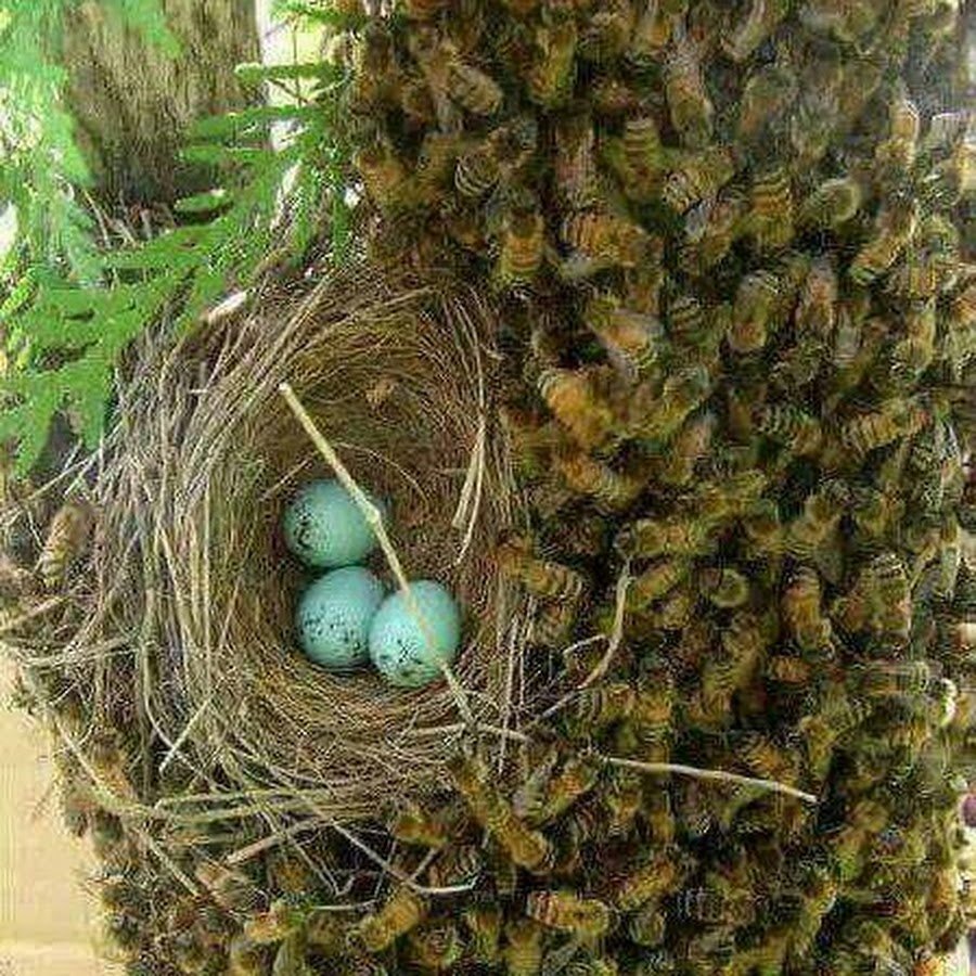 Оса воин гнездо