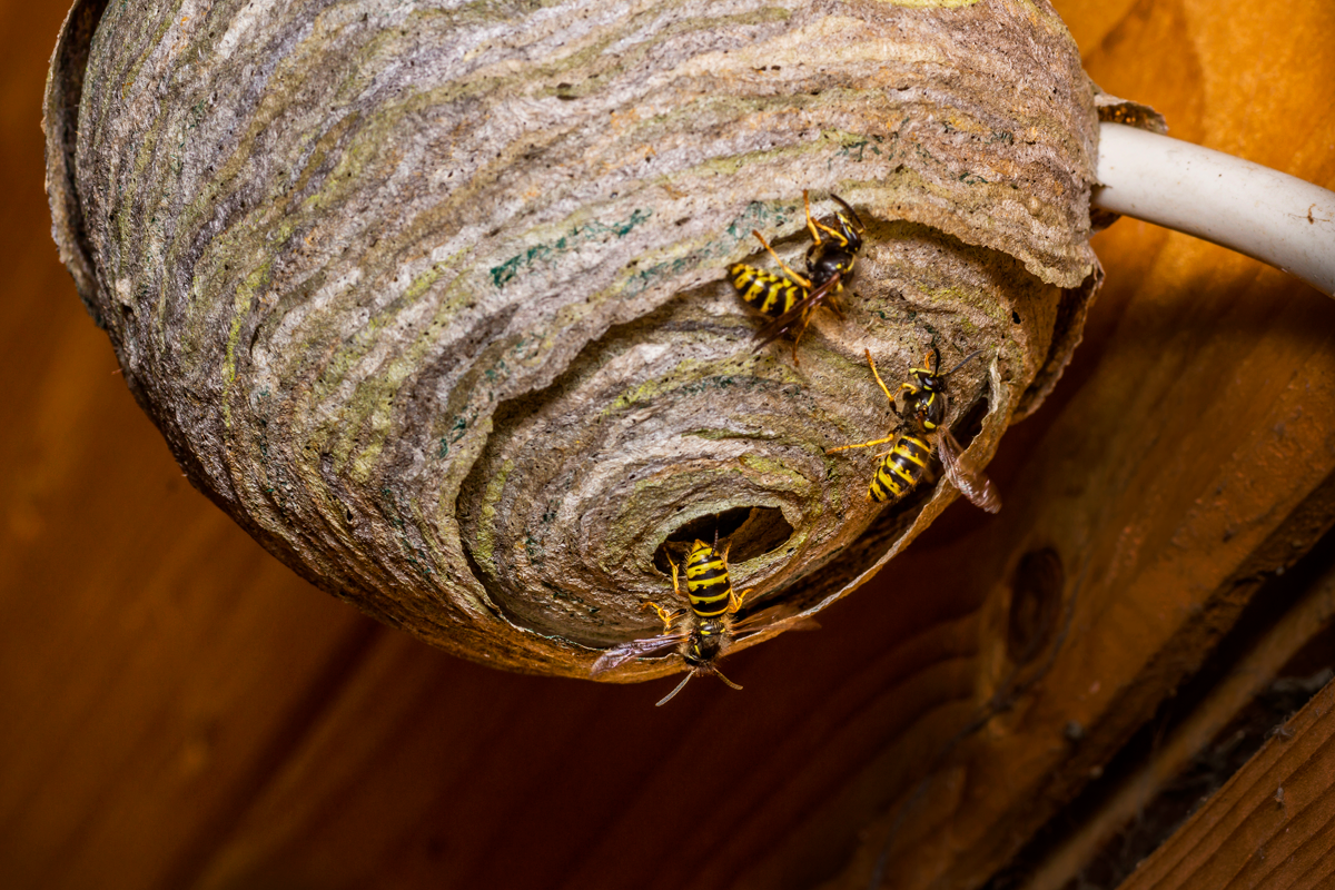 Оса строит гнездо