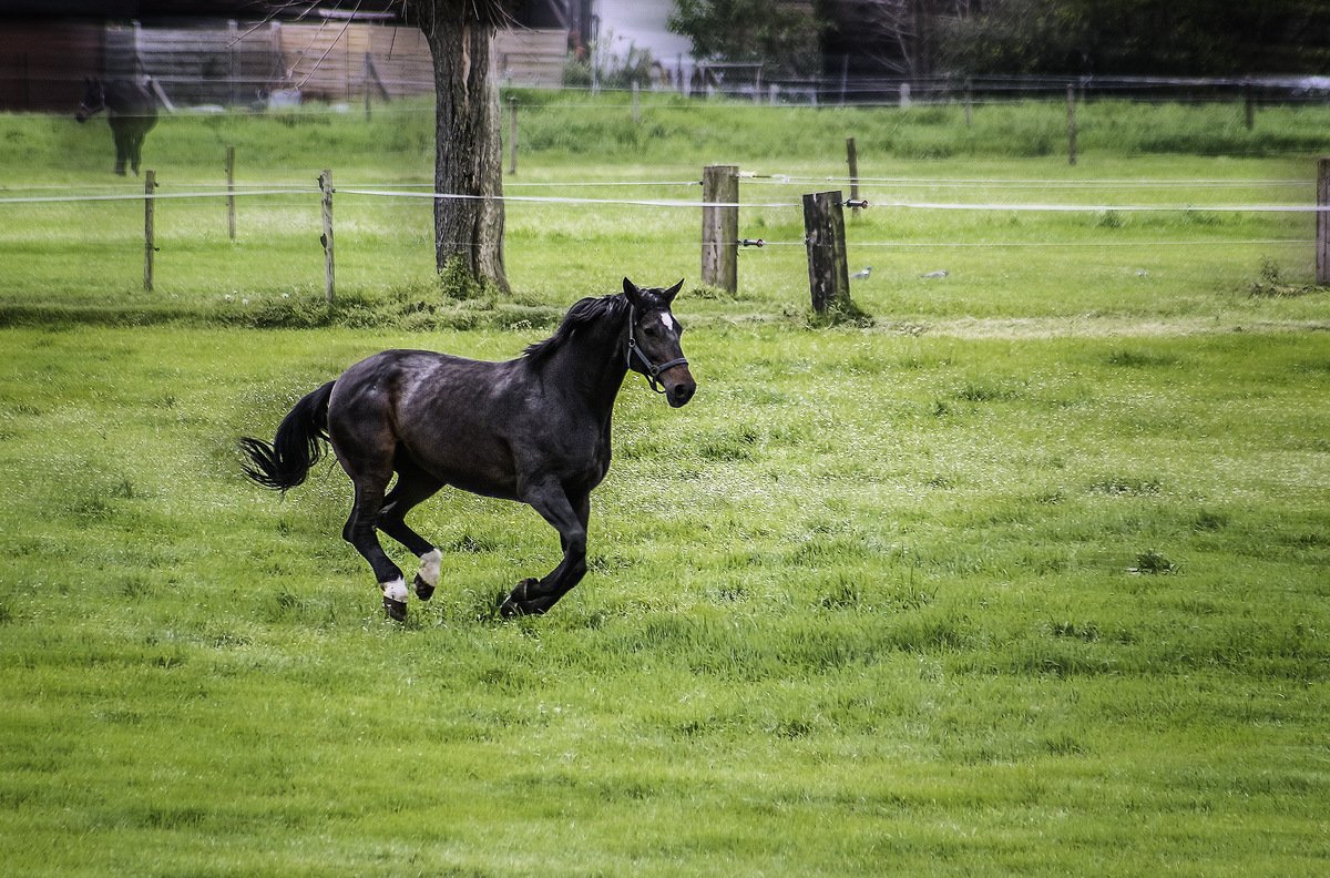 Андалузская борзая