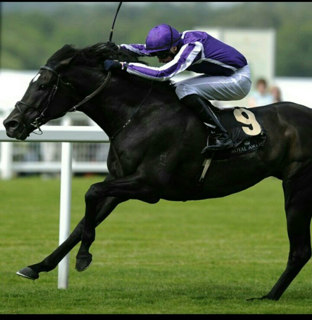 Конные бега