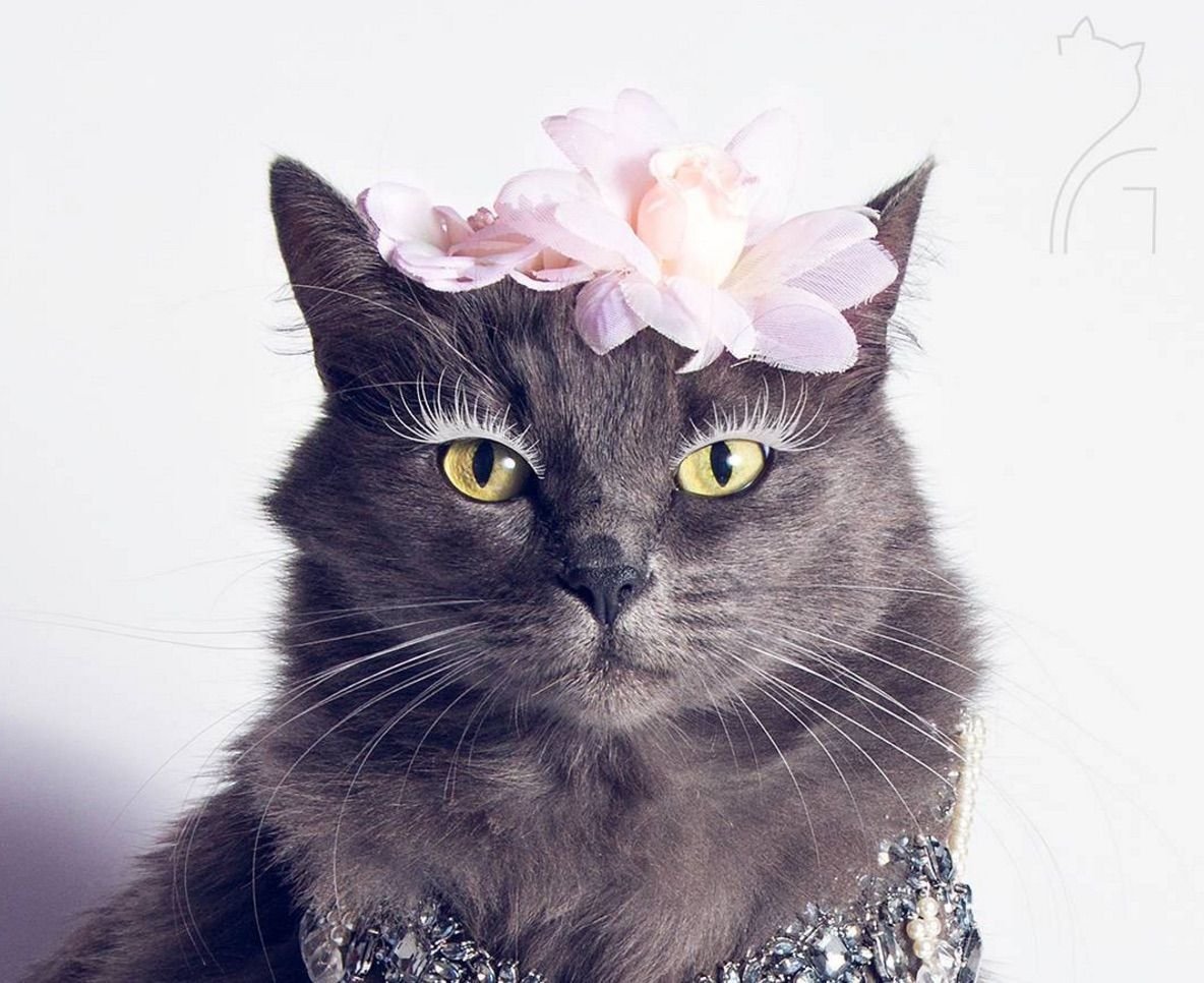 Гламурная кошечка. Нарядная кошка. Красивые кошки. Элегантная кошка. Красивые элегантные кошки.
