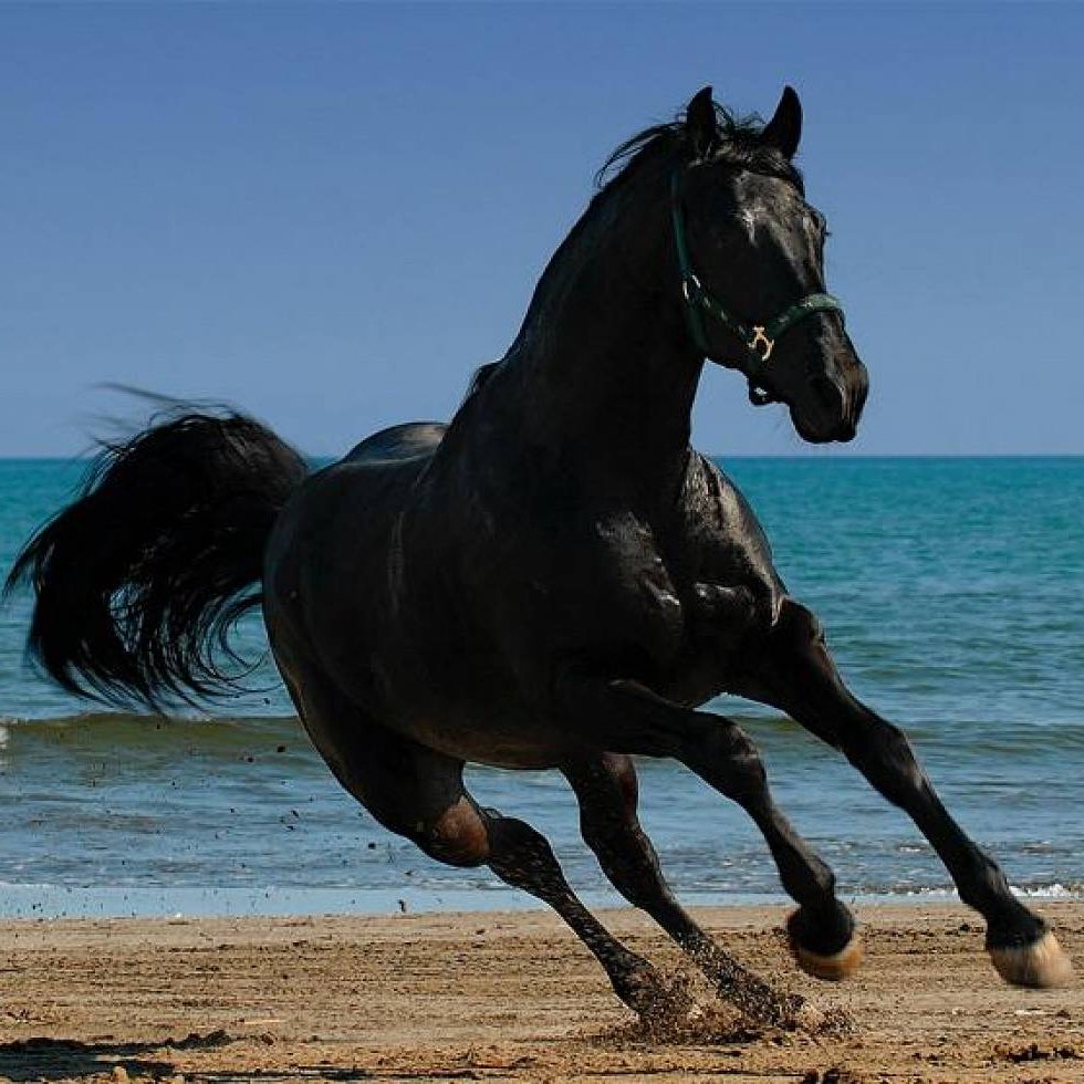 Арабская Скаковая лошадь