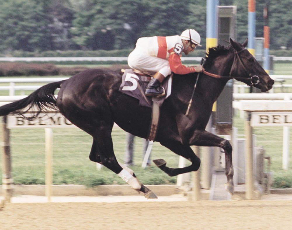 Фризская лошадь Фридрих Великий